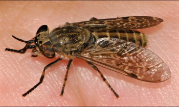 horsefly Haematopota pluvialis (female)